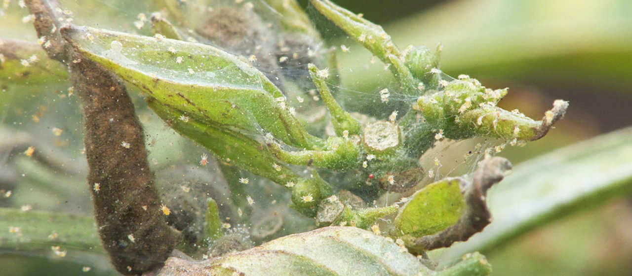 strauch efeu giftig Strauch-Efeu kaufen | Hedera helix 'Arborescens'
