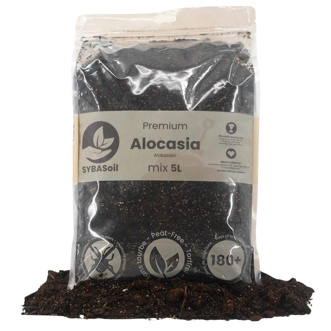 Premium Alocasia Mix 5L