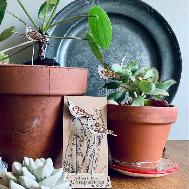 Compagni di vaso