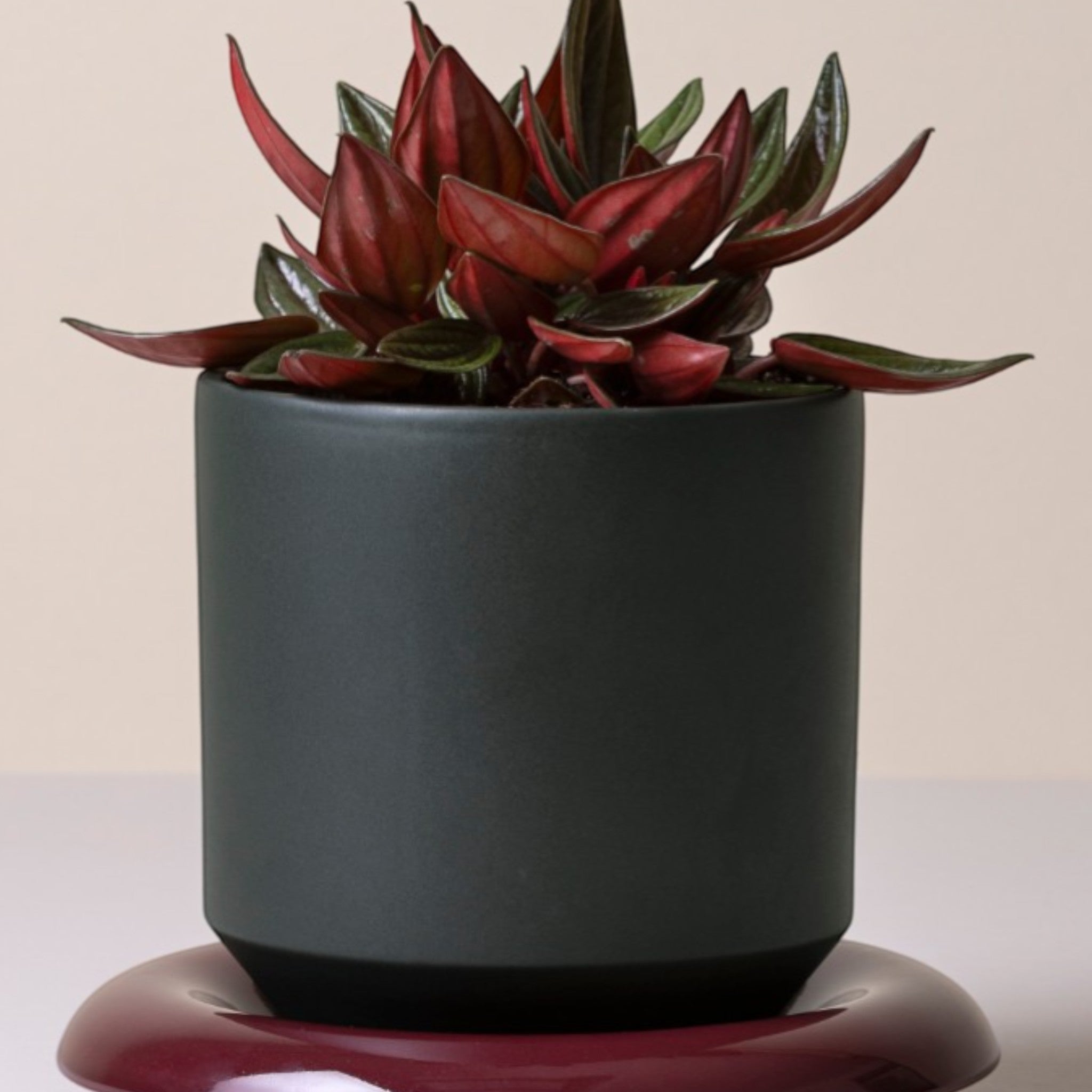 Sottovaso per piante da appartamento Lily Ø 14 cm