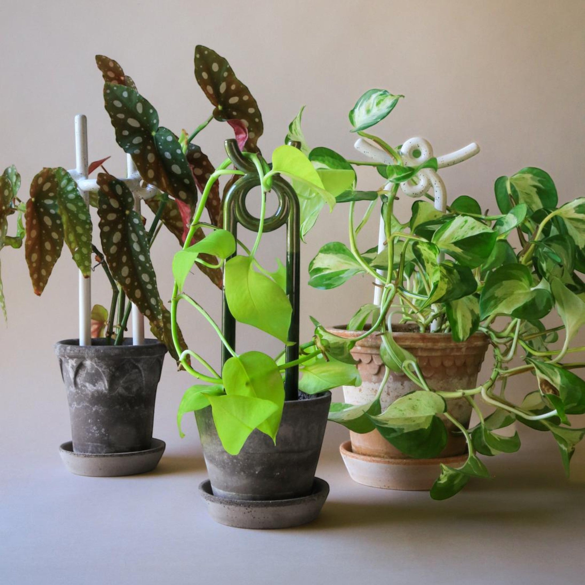 Folk plant support Hinto