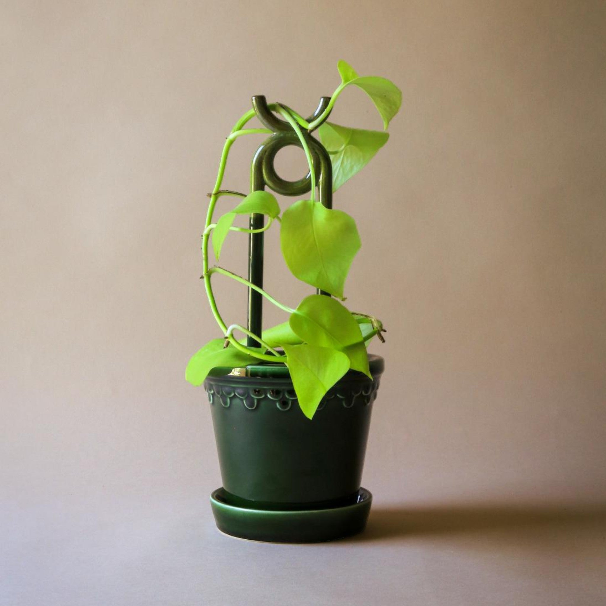Folk plant support Oni