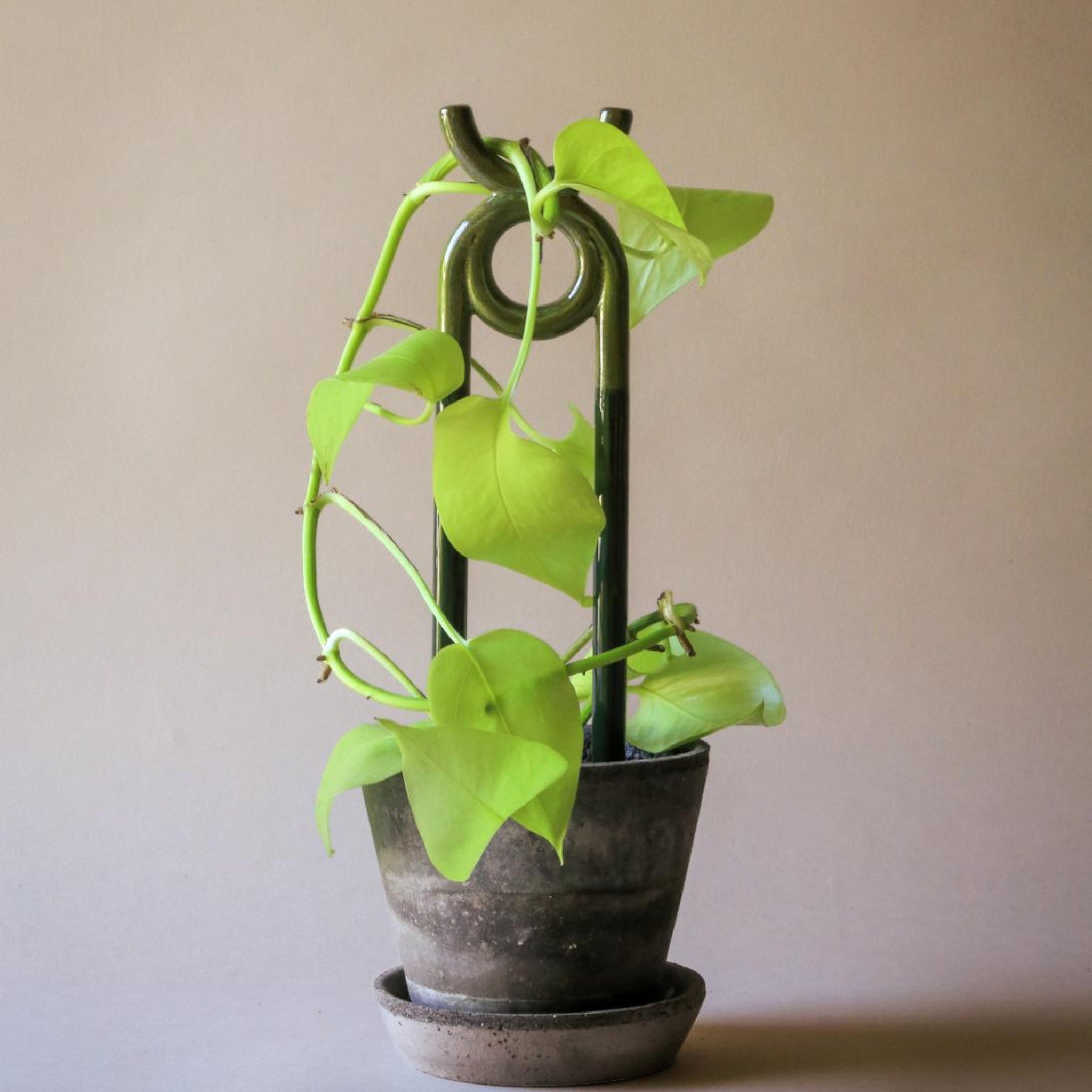 Folk plant support Oni