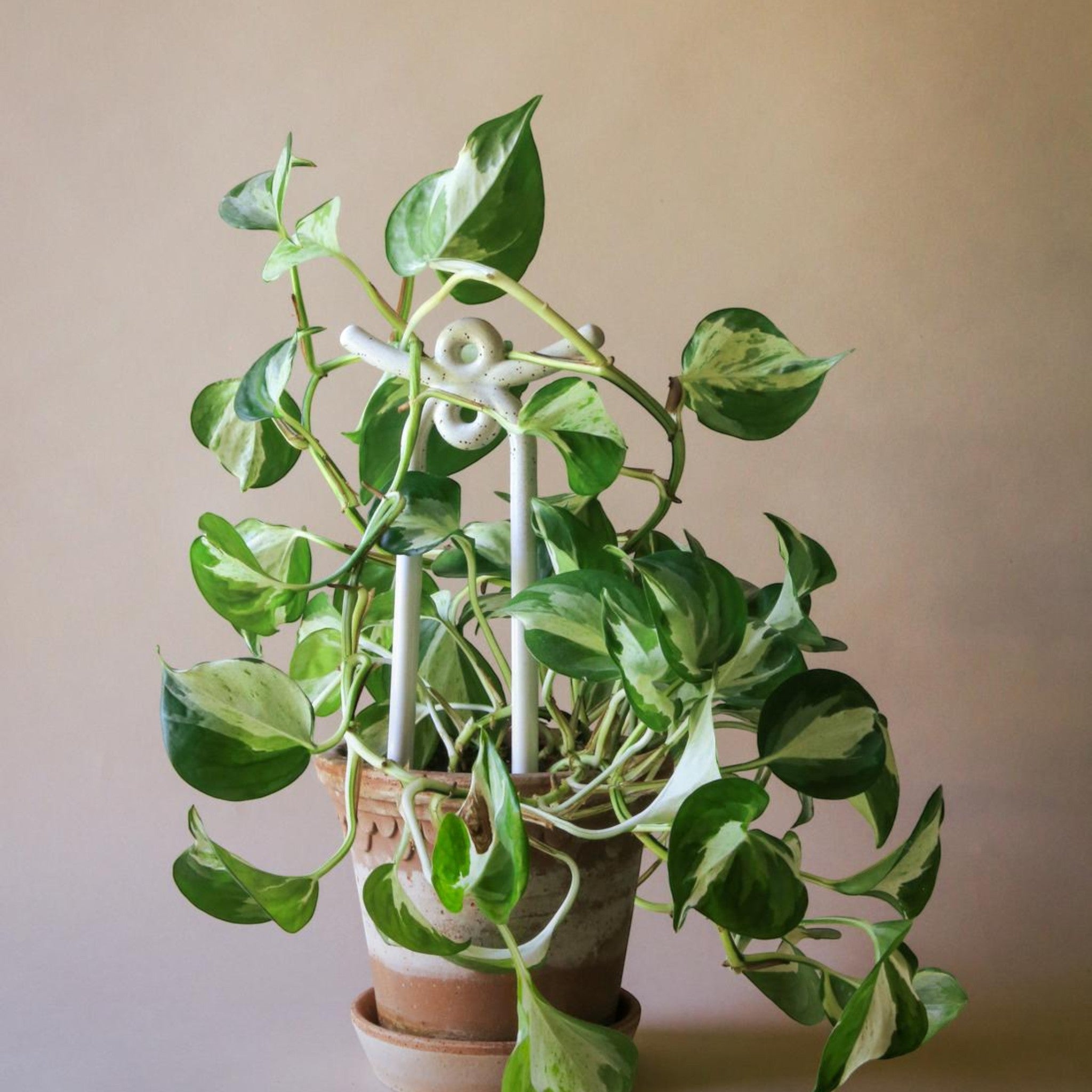 Support de plantes folkloriques Yuma