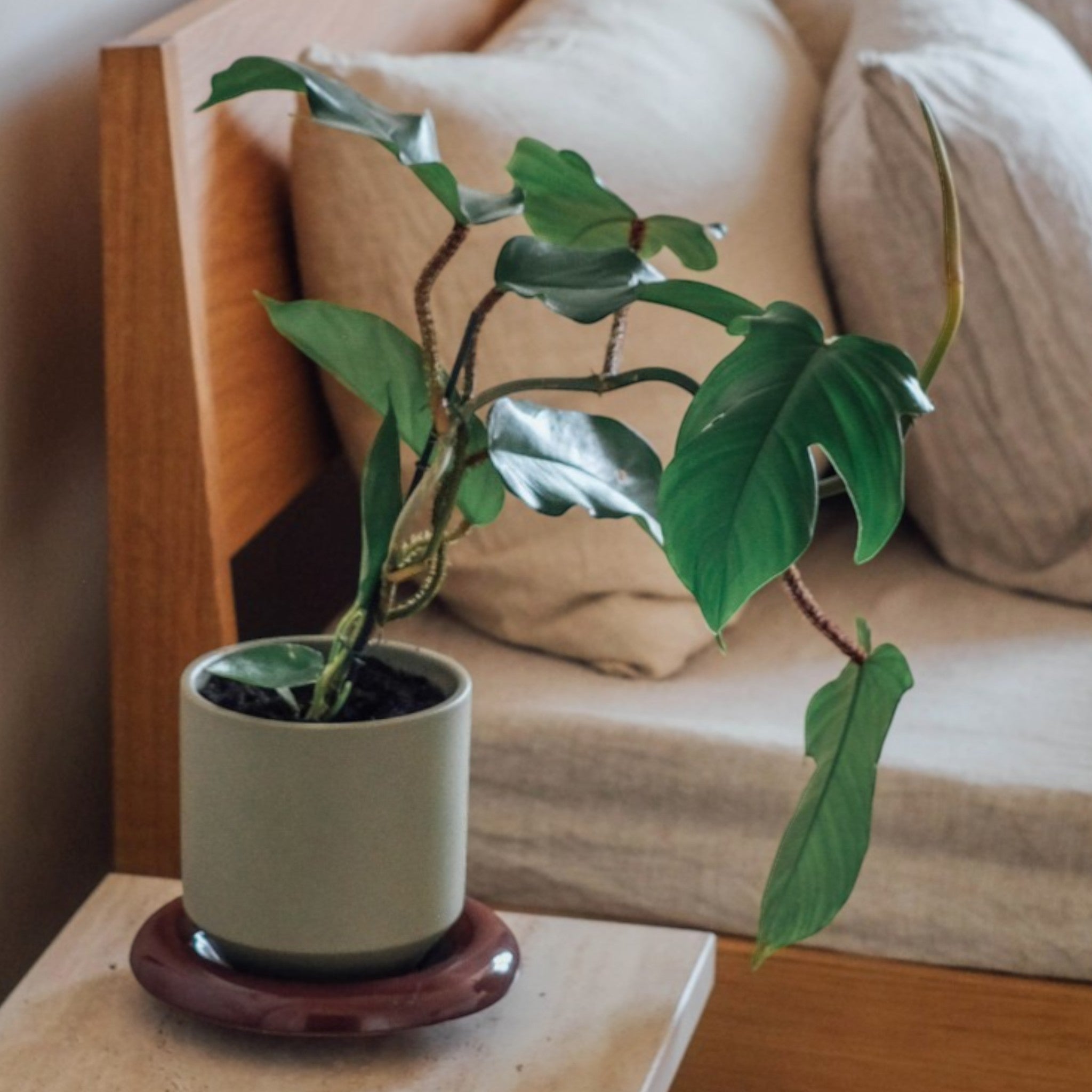 Soucoupe pour plantes d'intérieur Lily Ø 14 cm