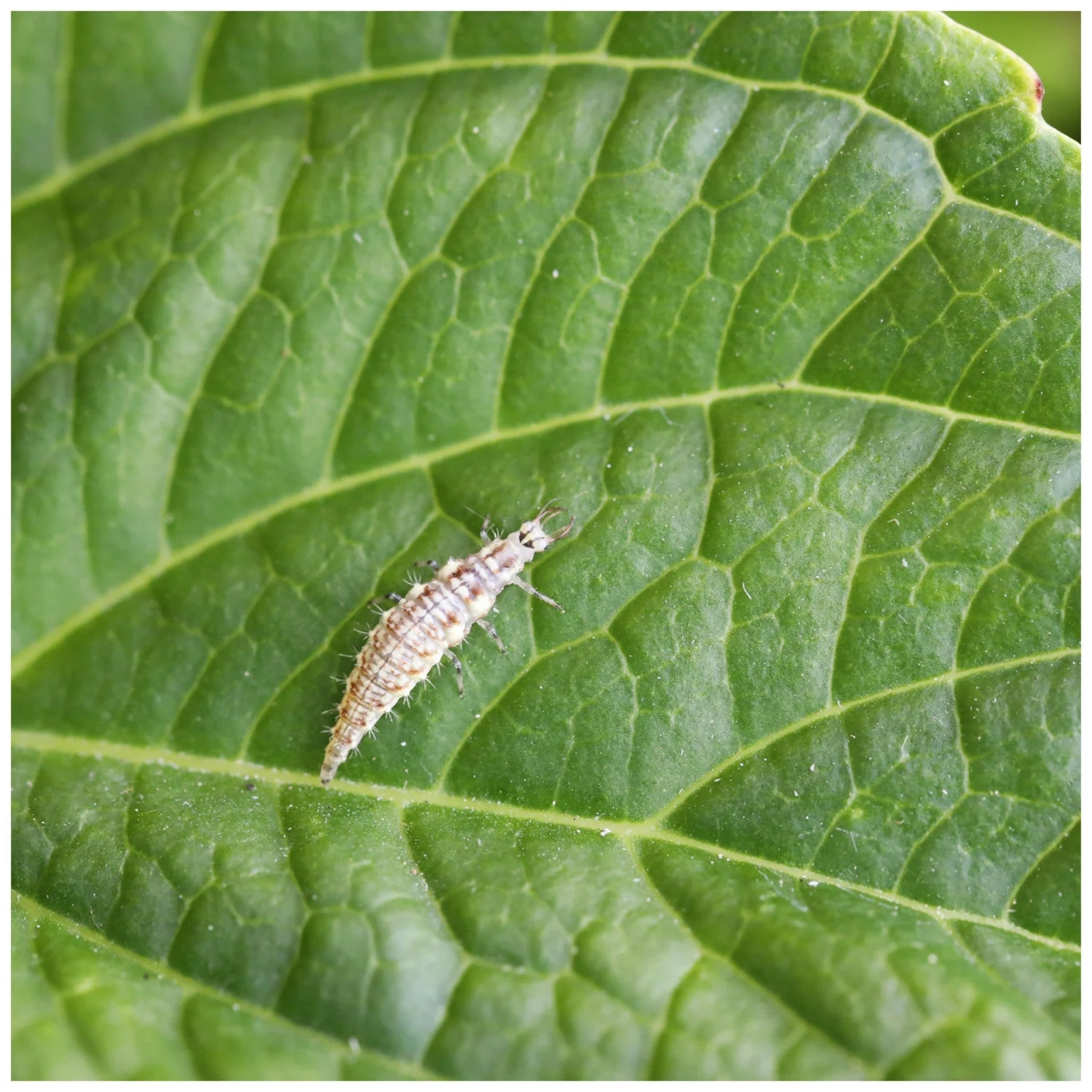 Amblyseius predatory mites