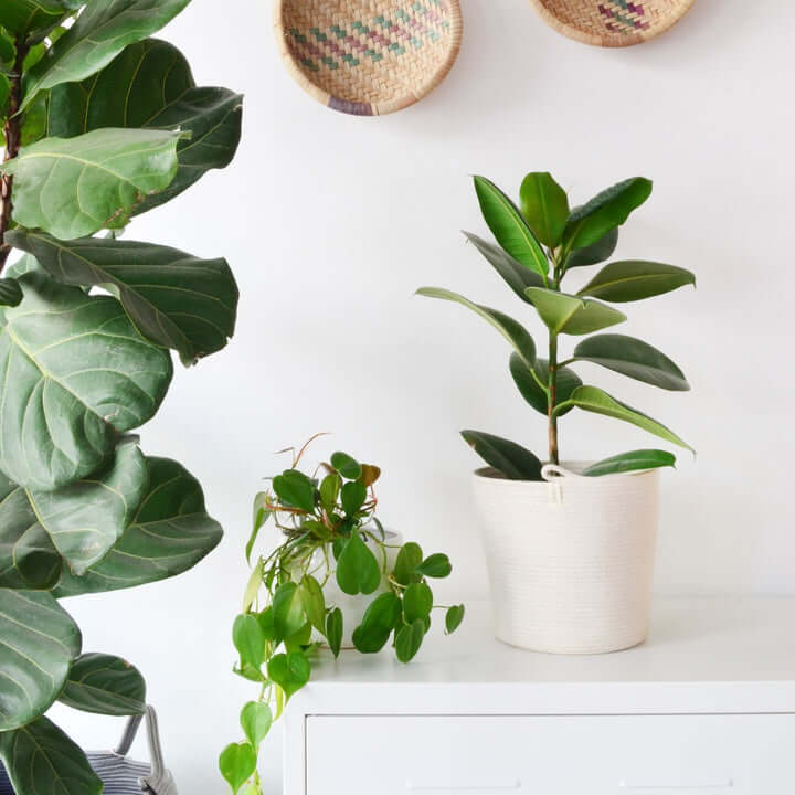 Planter Ivory