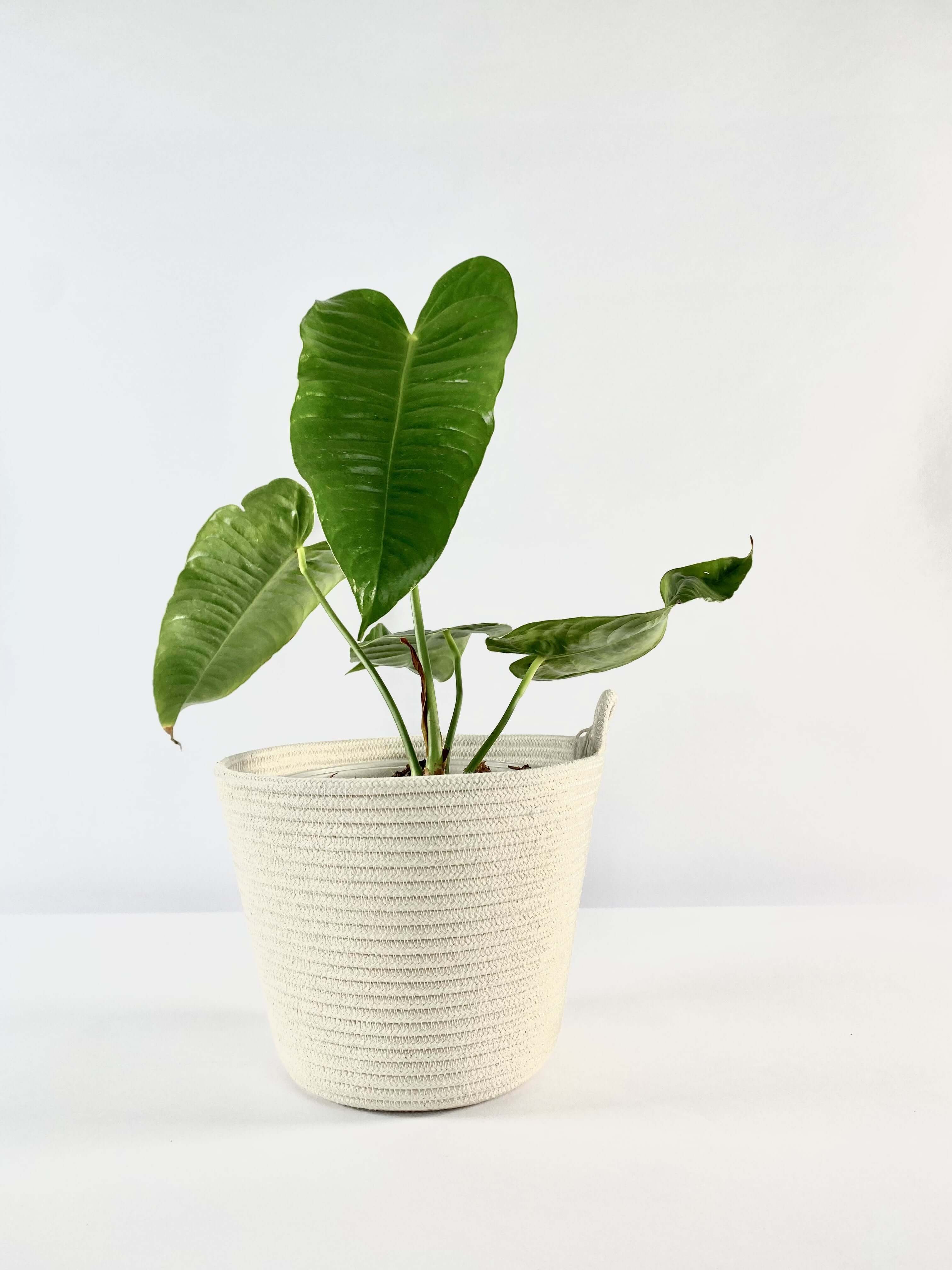 Planter Ivory