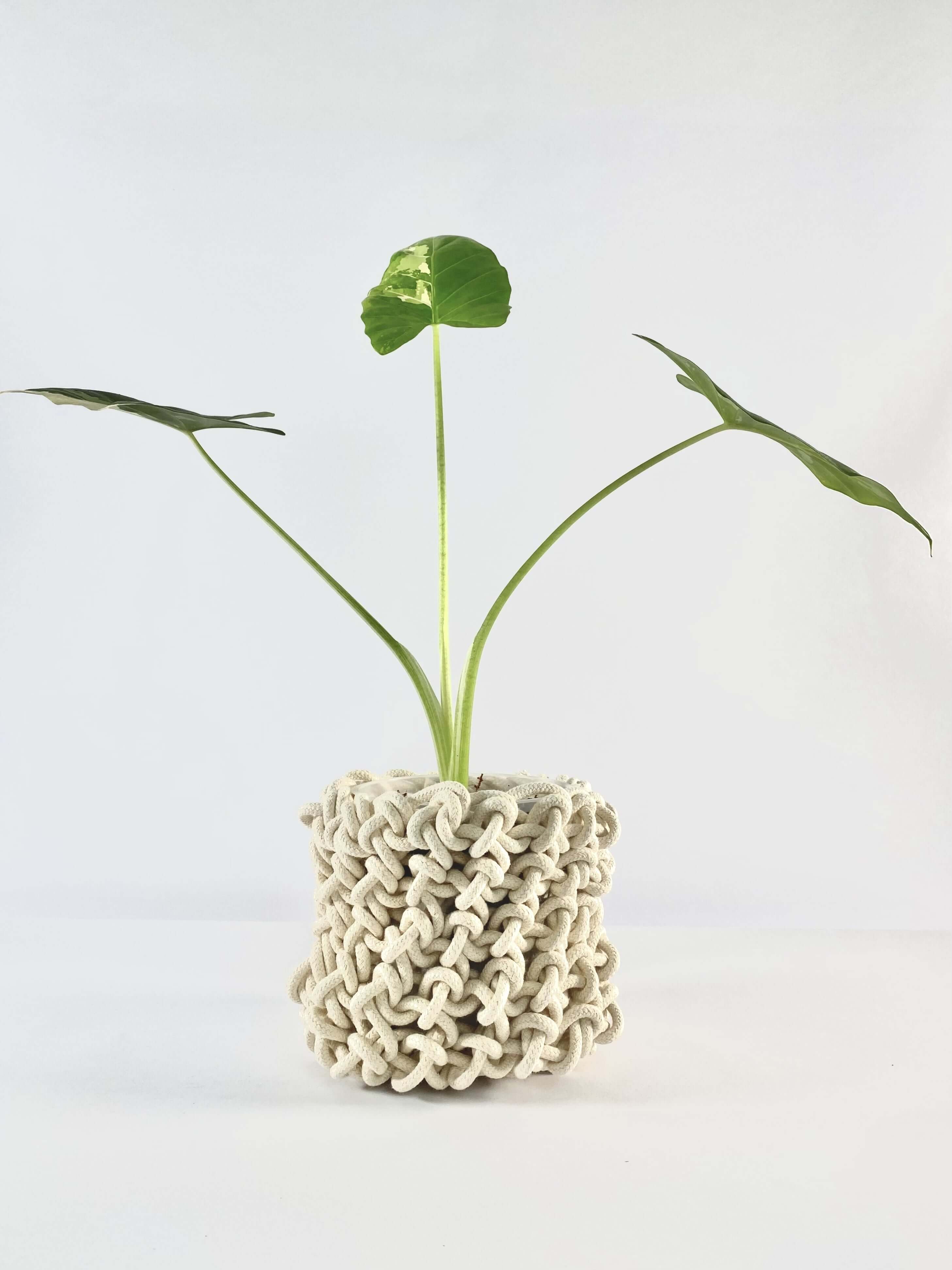 Loadshedding Crochet Planter Ivory