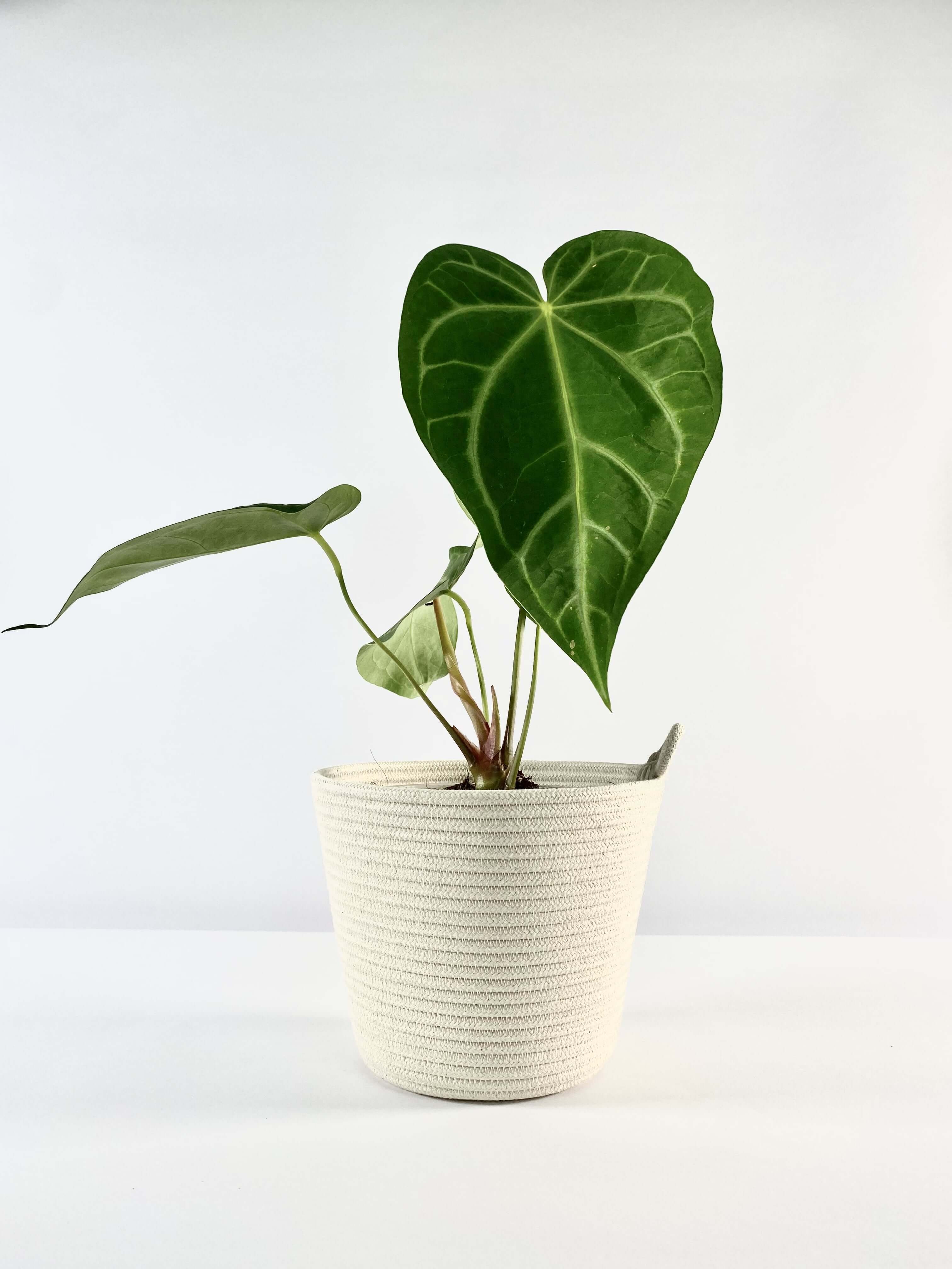 Planter Ivory