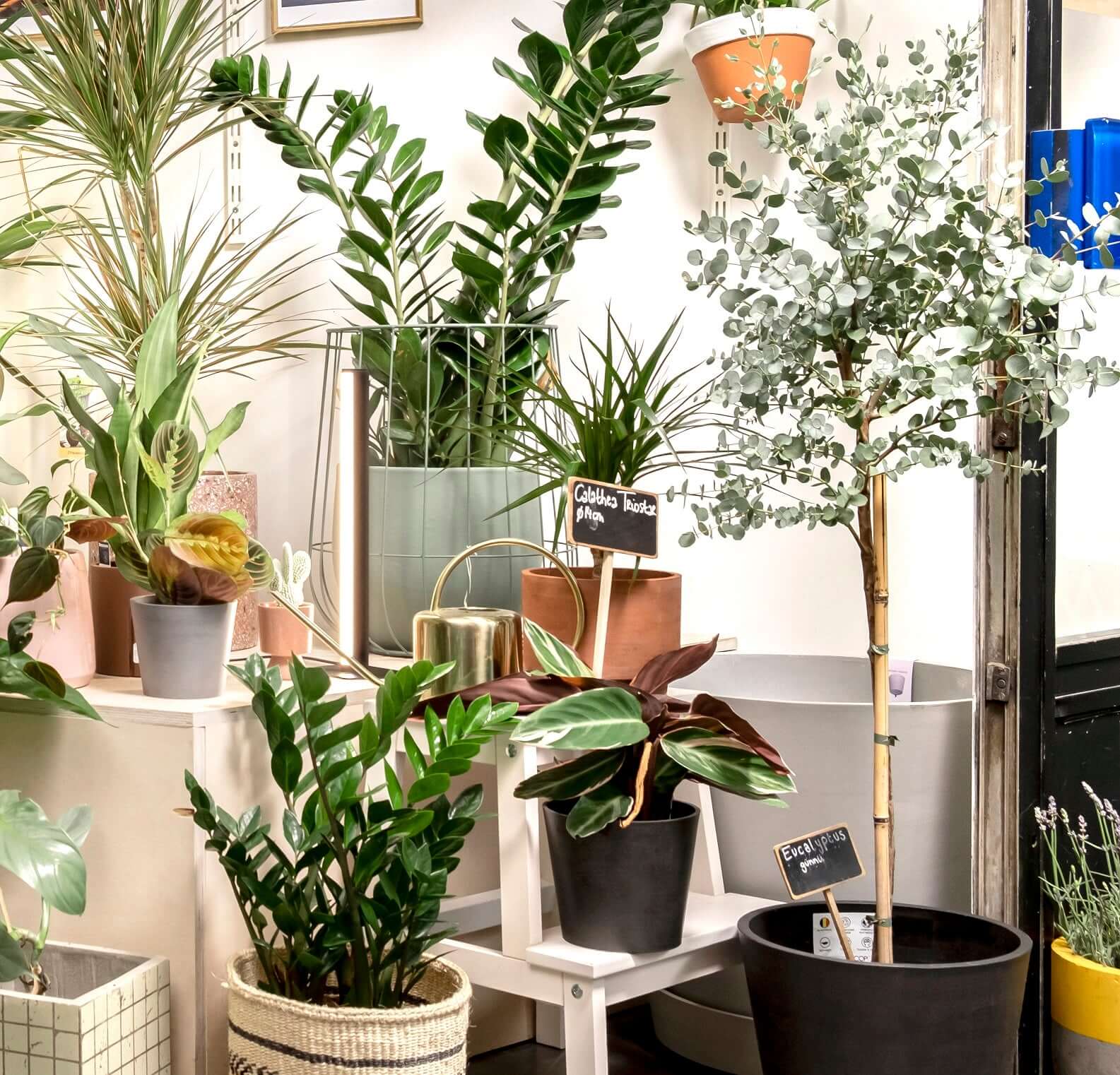 Pflanzenlicht PlantSpectrum