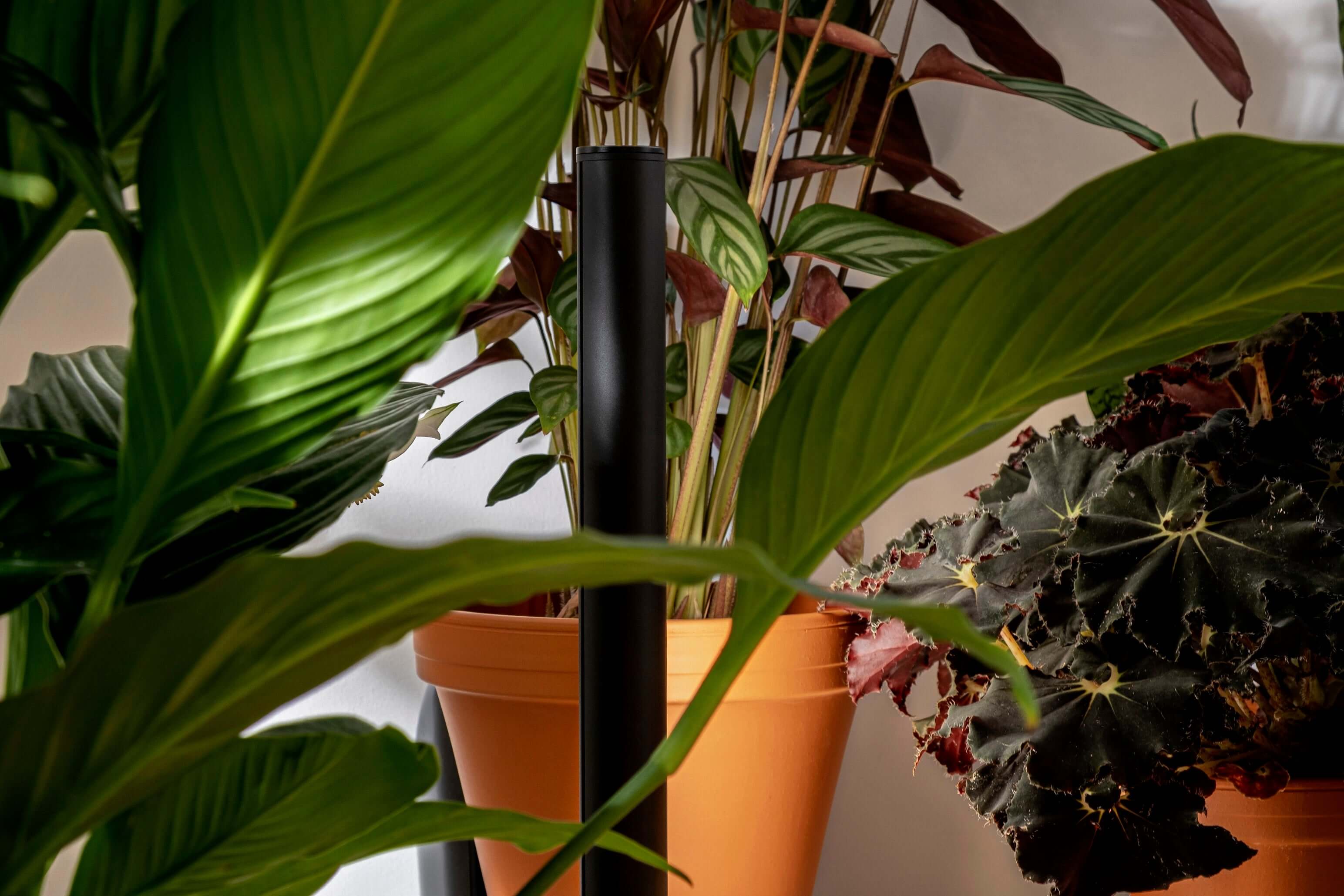 Pflanzenlicht PlantSpectrum