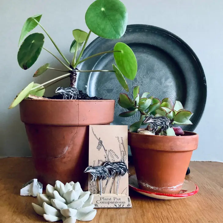Compagnons de pots de fleurs