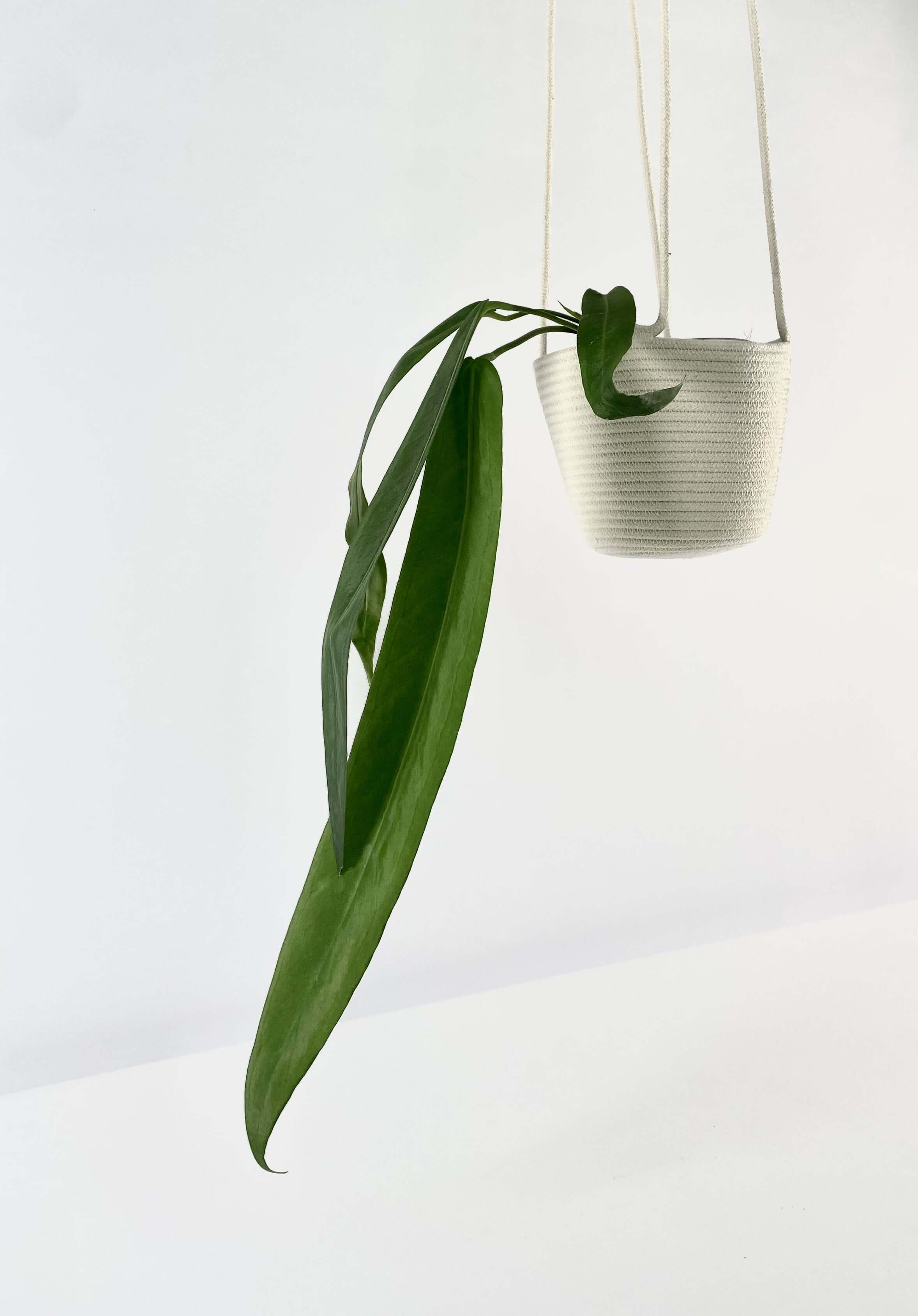 Hanging Planter Ivory