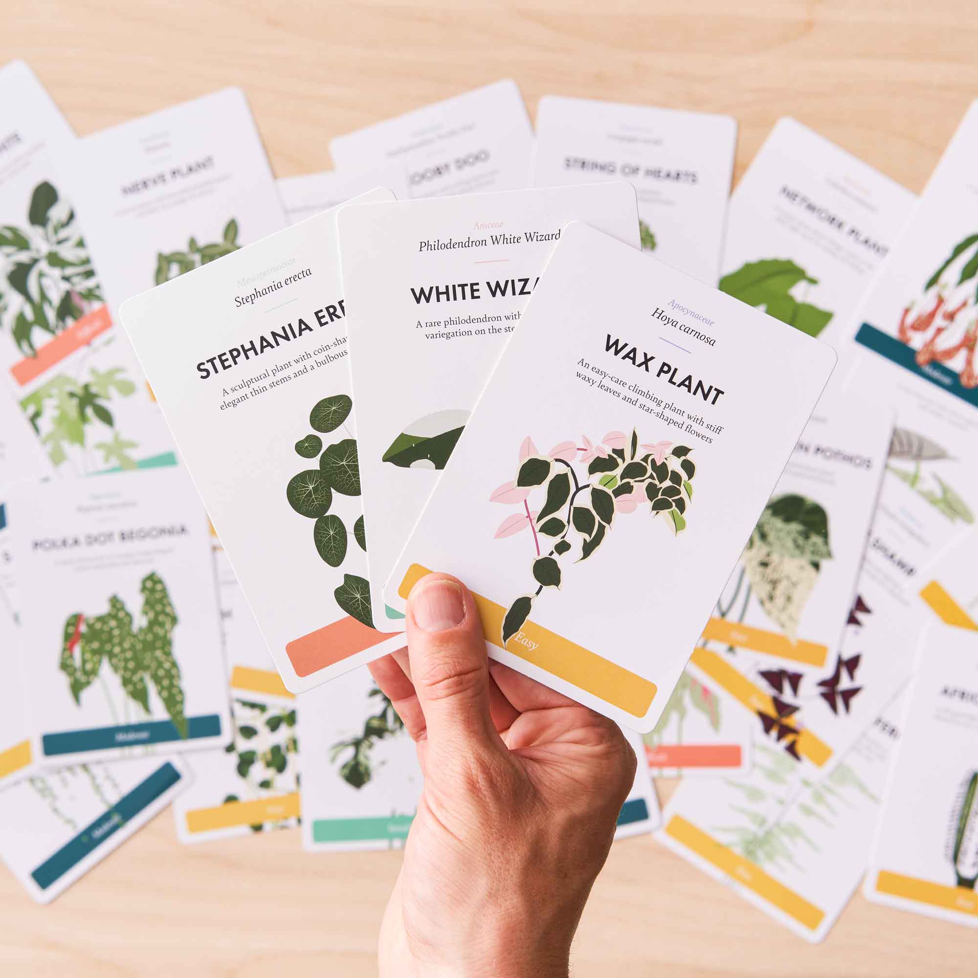 Houseplant Care Cards - Cartes de soins pour les plantes d'intérieur