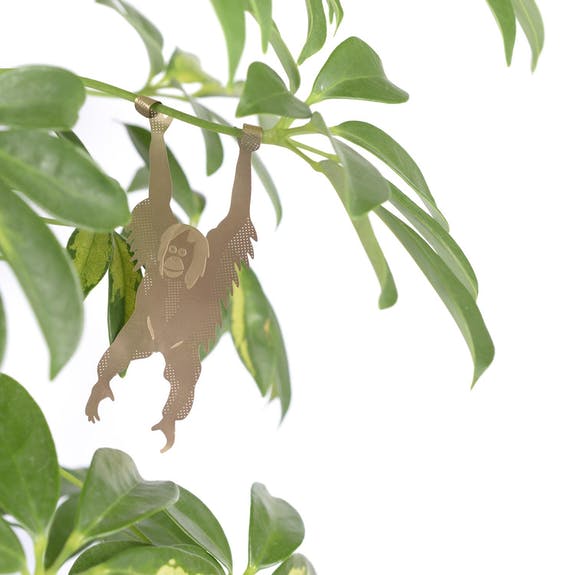 plant hanging animals Plant Animals