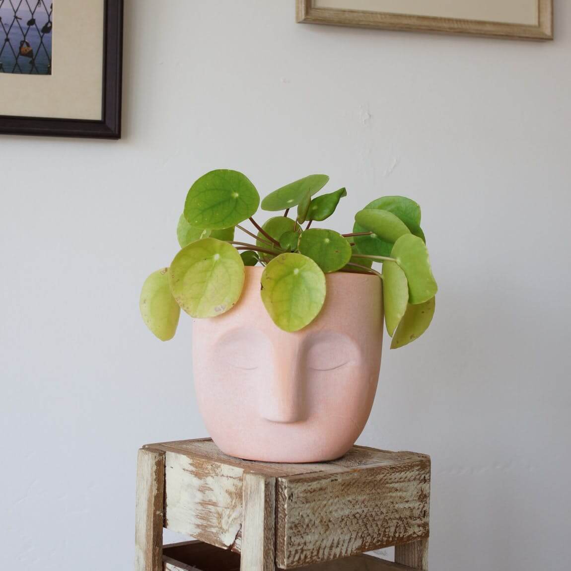 Patty Pot