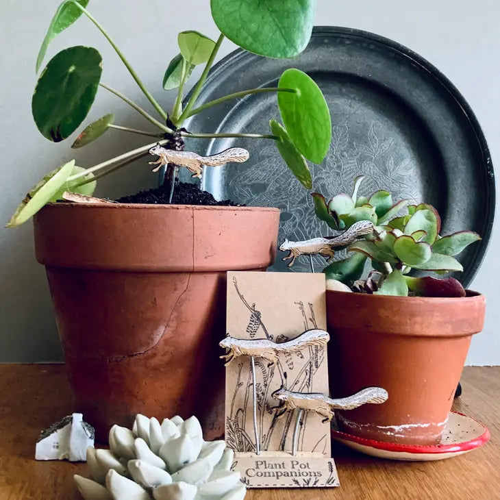 Compagnons de pots de fleurs