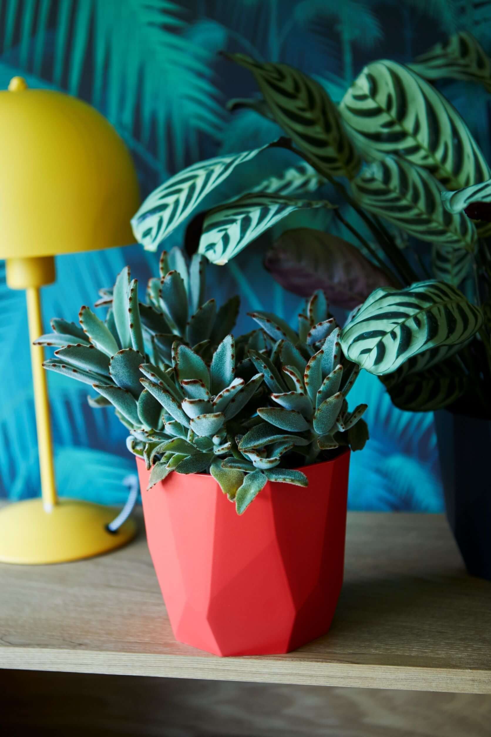 Pot pour plantes b.for rock Ø 18 cm