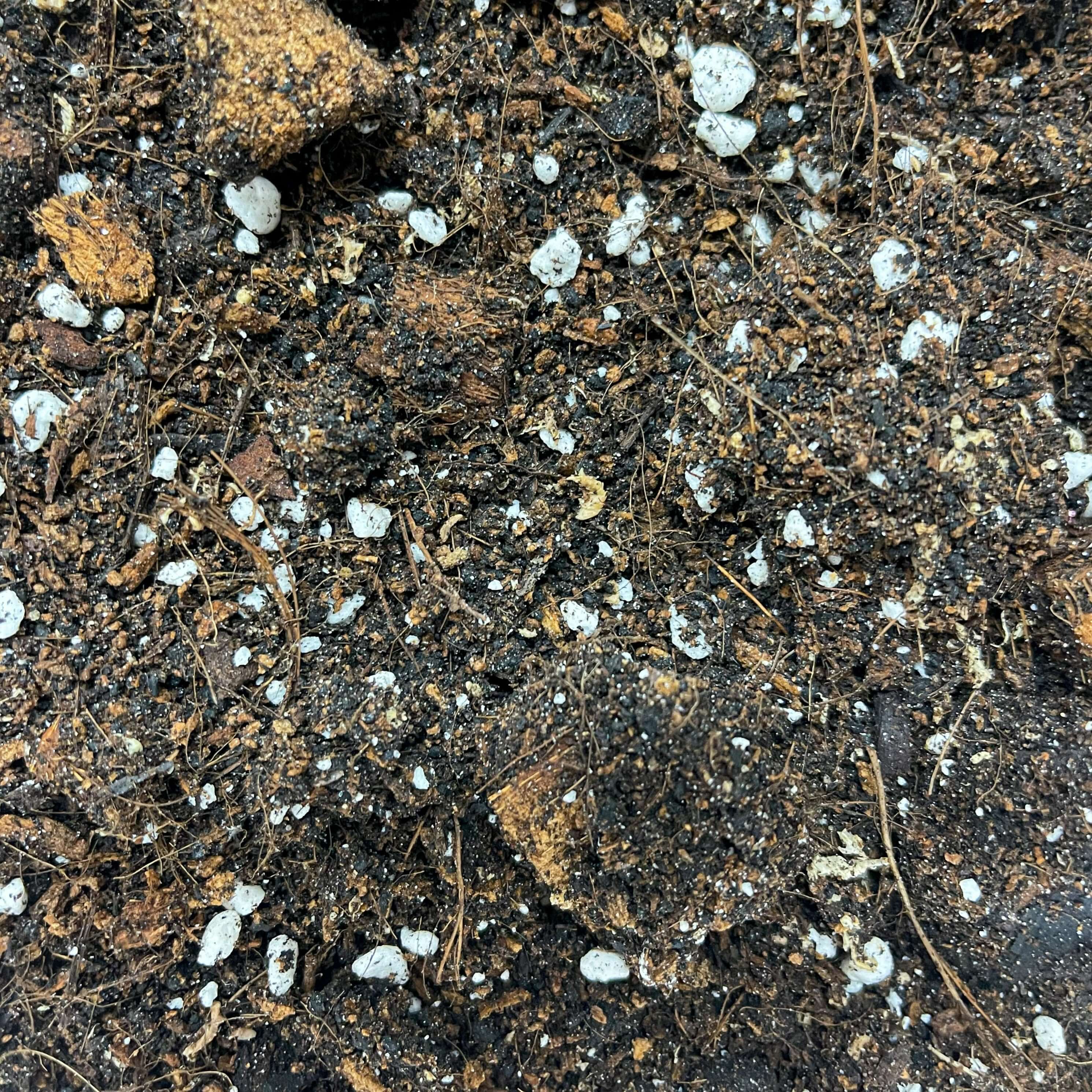 Premium Hoya Mix 5L